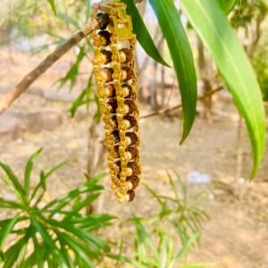 Golden Braceletes